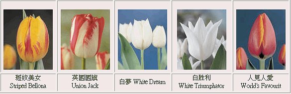 ڭnq-{--{-tulip-flower-ᩱq-x_ᩱ-xᩱ-ᩱ-򶩪ᩱ-Ὤᩱ-ᩱ