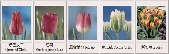 ڭnGq-{--{-tulip-flower-ᩱq-x_ᩱ-xᩱ-ᩱ-򶩪ᩱ-Ὤᩱ-ᩱ