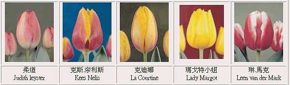 ڭnq{-ڭnR-{-tulip-flower-ᩱq-x_ᩱ-xᩱ-ᩱ-򶩪ᩱ-Ὤᩱ-ᩱ